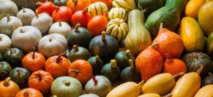 Moschata, Pepo et Maxima, les trois grandes familles de courges