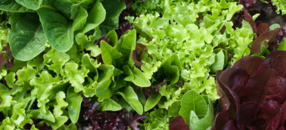 Hoe kies je de juiste slarassen?