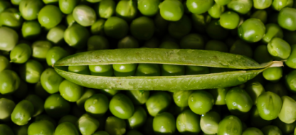 Comment choisir ses variétés de pois ?