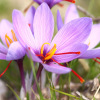 Bulbes de Safran - Crocus sativus - par 5