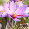 Saffraanbollen - Crocus sativus - per 5