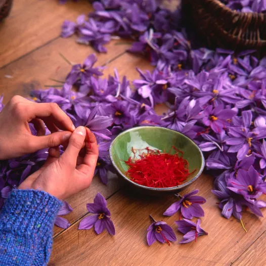 Bulbe de Safran - Crocus Sativus Bulbe de Safran - Crocus Sativus