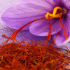 saffraan bol - Crocus Sativus