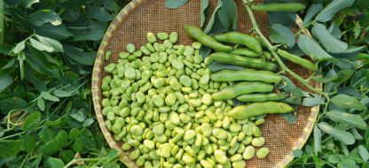 Succes met je Tuinbonen : ons advies