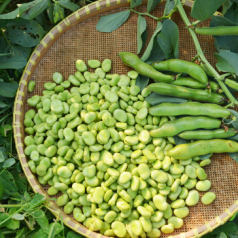 Tuinbonen zaaien: tips en advies