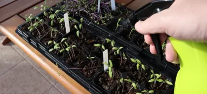 Connaissez-vous les différentes façons de semer au jardin ?