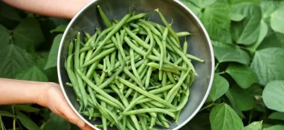 Réussir ses haricots nains : nos conseils