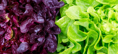 Succes met je Tuinbonen : ons advies