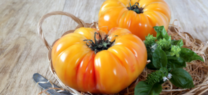 Réussir ses tomates : nos conseils