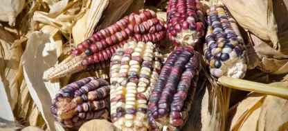 Réussir ses navets : nos conseils