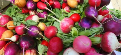 Réussir ses radis : nos conseils