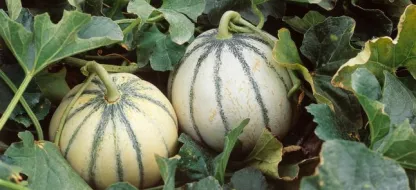 Réussir ses melons : nos conseils