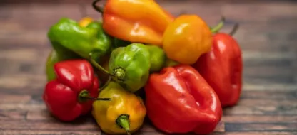 Réussir ses poivrons et piments : nos conseils