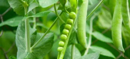 Réussir ses pois : nos conseils