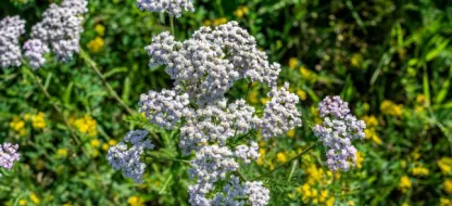 Quelles sont les fleurs indigènes en Wallonie et pourquoi en avoir dans son jardin ?