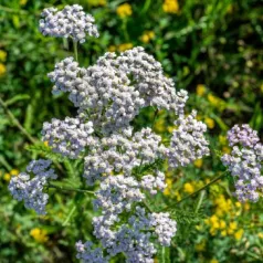 Quelles sont les fleurs indigènes en Wallonie et pourquoi en avoir dans son jardin ?