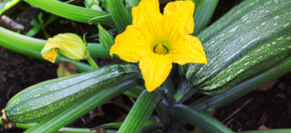 Succes met je Courgette : ons advies