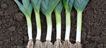 Succes met je prei : ons advies