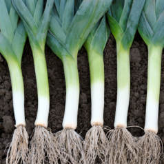 Semer et planter des Poireaux:  conseils et astuces