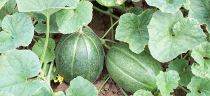 Succes met je Watermeloen : ons advies