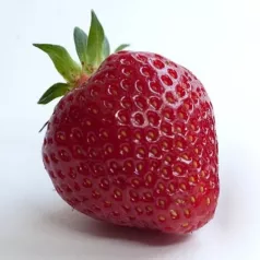 Aardbeipoot Rubis des Jardins - 25 poten - Kaliber C