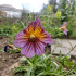 Salpiglossis en mélange