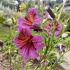 Salpiglossis en mélange