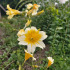 Salpiglossis en mélange