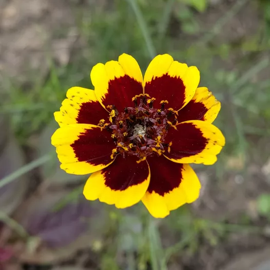 Cosmidium de Burridge