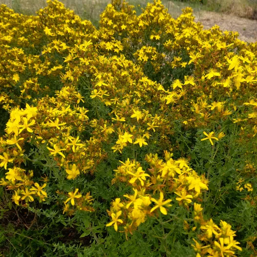 Millepertuis Millepertuis