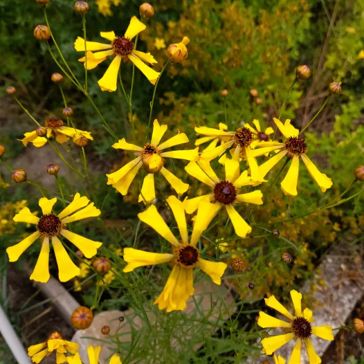 Coréopsis - Fleurs - Semailles Coréopsis - Fleurs - Semailles