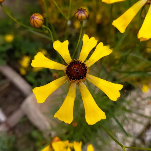 Coréopsis - Fleurs - Semailles Coréopsis - Fleurs - Semailles