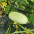 Concombre Blanc hâtif