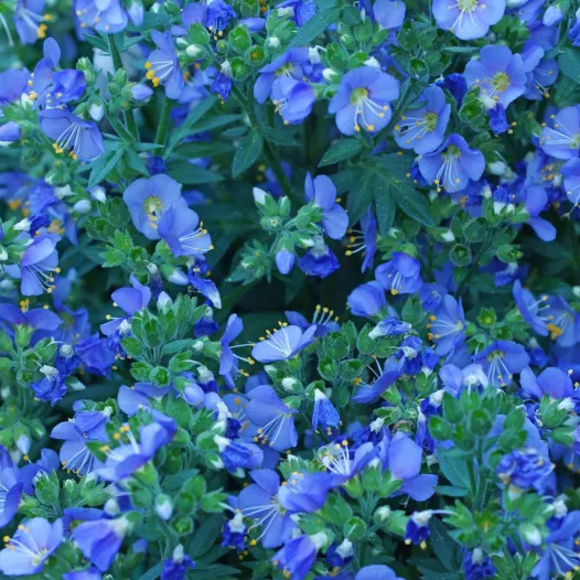 Polemonium bleu - Fleurs - Semailles