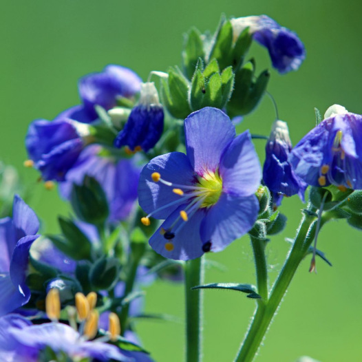 Jacobsladder blauw