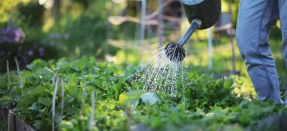 Comment cultiver son potager en utilisant le moins d’eau possible ?