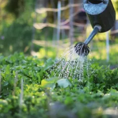 Jardiner en utilisant le moins d’eau possible