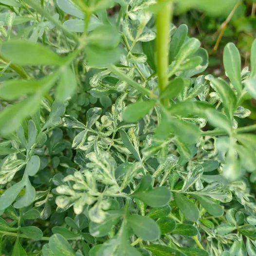 Rue Bigarée - Fleurs - Semailles Rue Bigarée - Fleurs - Semailles