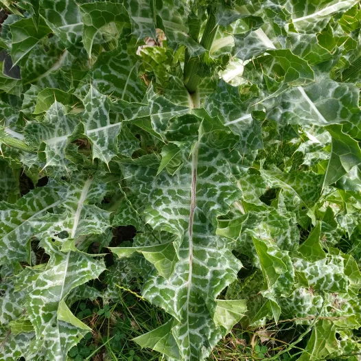 Chardon Marie - Fleurs - Semailles