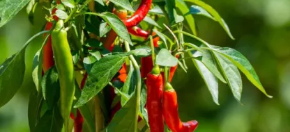 L’échelle de Scoville pour mesurer le niveau de piquant des piments et poivrons
