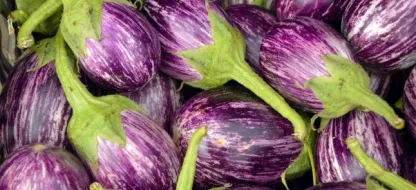 Réussir ses aubergines : nos conseils
