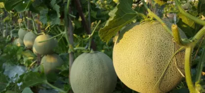 Cultiver des melons en Belgique, c’est possible !