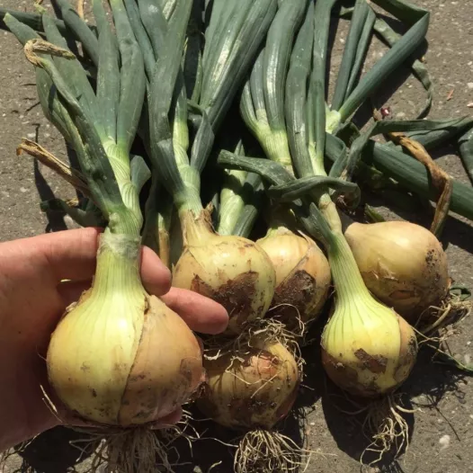 Oignon jaune d'automne Shakespeare - 250gr Oignon jaune d'automne Shakespeare - 250gr