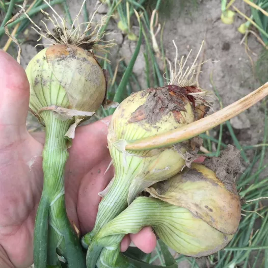 Oignon jaune d'automne Shakespeare - 250gr Oignon jaune d'automne Shakespeare - 250gr