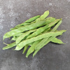 Haricot à rames mangetout Sabre