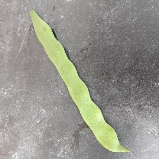 Haricot à rames mangetout Helda type Sabre