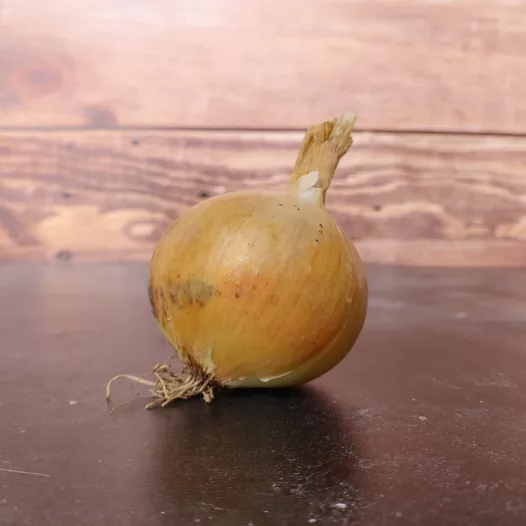 Oignon Sturon - 1kg
