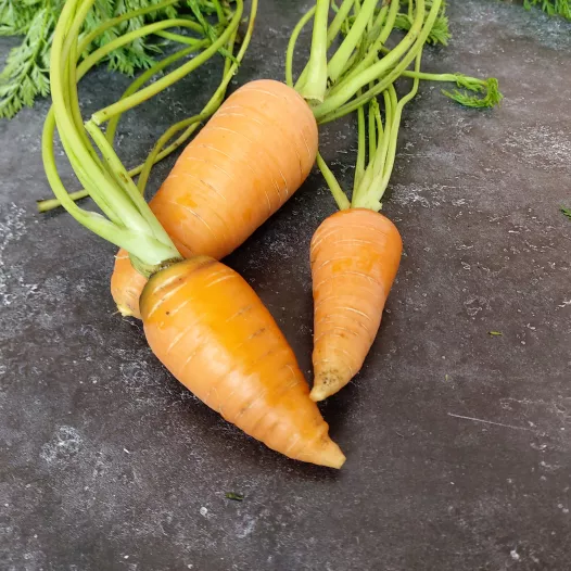 Wortel vroege Oxhella Wortel vroege Oxhella