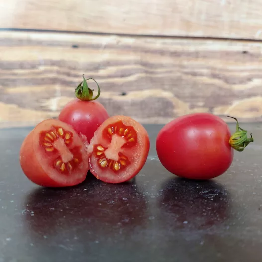 Tomate cerise rose de Podlaki bio - Semailles Tomate cerise rose de Podlaki bio - Semailles