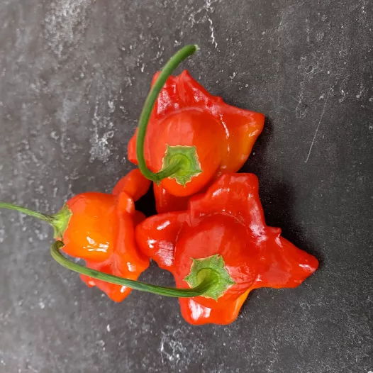Peper Bishop crown Peper Bishop crown